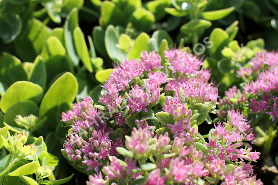 Rozchodník nádherný 'Brilliant' - Sedum spectabile 'Brilliant'