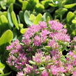Rozchodník nádherný 'Brilliant' - Sedum spectabile 'Brilliant'