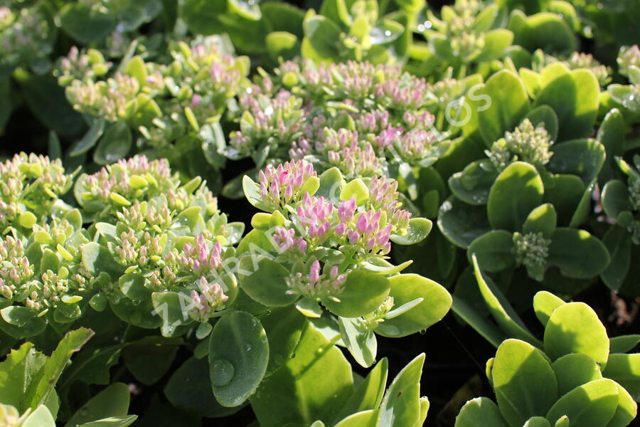 Rozchodník nádherný 'Brilliant' - Sedum spectabile 'Brilliant'