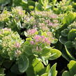 Rozchodník nádherný 'Brilliant' - Sedum spectabile 'Brilliant'