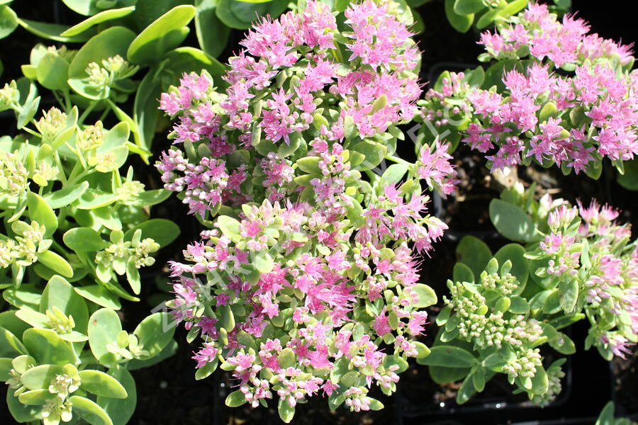 Rozchodník nádherný 'Brilliant' - Sedum spectabile 'Brilliant'