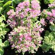Rozchodník nádherný 'Brilliant' - Sedum spectabile 'Brilliant'