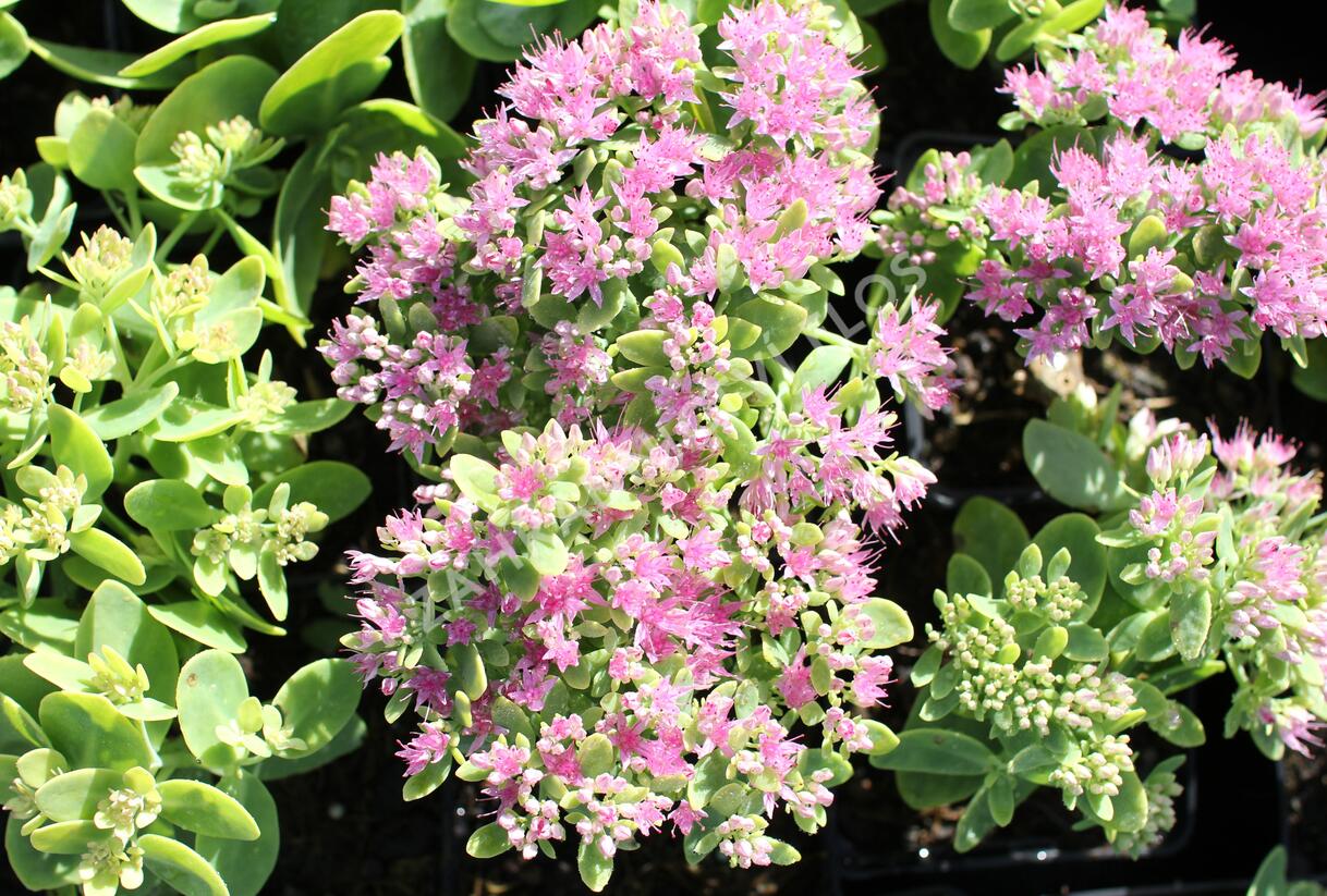 Rozchodník nádherný 'Brilliant' - Sedum spectabile 'Brilliant'
