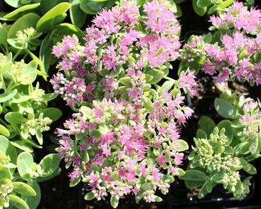 Rozchodník nádherný 'Brilliant'