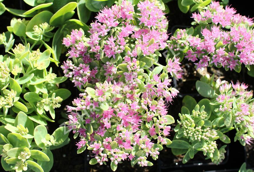 Rozchodník nádherný 'Brilliant' - Sedum spectabile 'Brilliant'