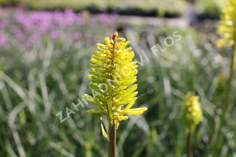 Kleopatřina jehla 'Dorset Sentry' - Kniphofia uvaria 'Dorset Sentry'