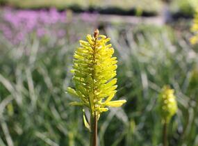 Kleopatřina jehla 'Dorset Sentry' - Kniphofia uvaria 'Dorset Sentry'