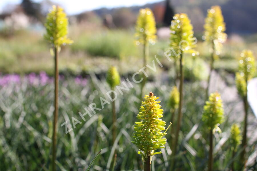 Kleopatřina jehla 'Dorset Sentry' - Kniphofia uvaria 'Dorset Sentry'