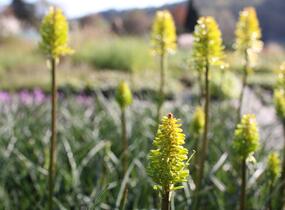 Kleopatřina jehla 'Dorset Sentry' - Kniphofia uvaria 'Dorset Sentry'