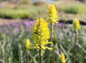 Kleopatřina jehla 'Dorset Sentry' - Kniphofia uvaria 'Dorset Sentry'