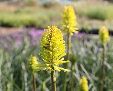 Kleopatřina jehla 'Dorset Sentry'