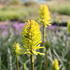 Kniphofia 'Dorset Sentry'_01.JPG