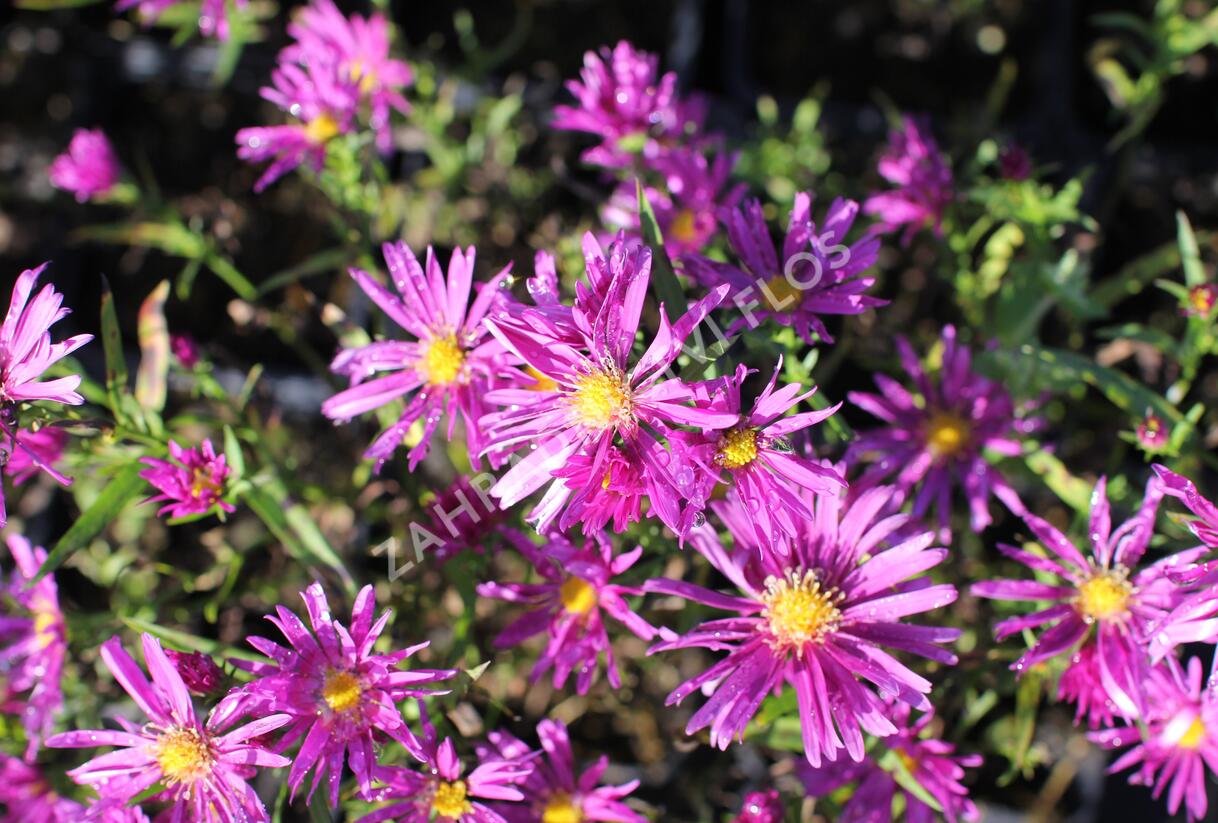 Hvězdnice keříčkovitá 'Island Tonga' - Aster dumosus 'Island Tonga'
