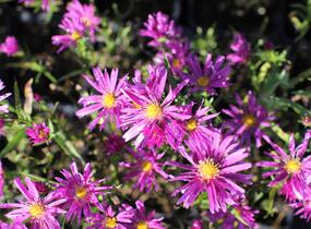 Hvězdnice keříčkovitá 'Island Tonga' - Aster dumosus 'Island Tonga'