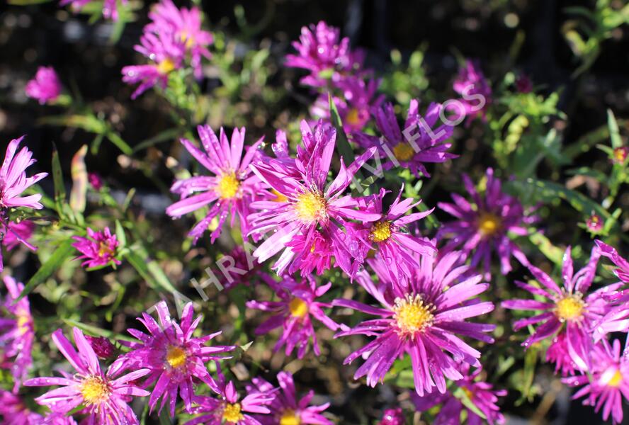 Hvězdnice keříčkovitá 'Island Tonga' - Aster dumosus 'Island Tonga'
