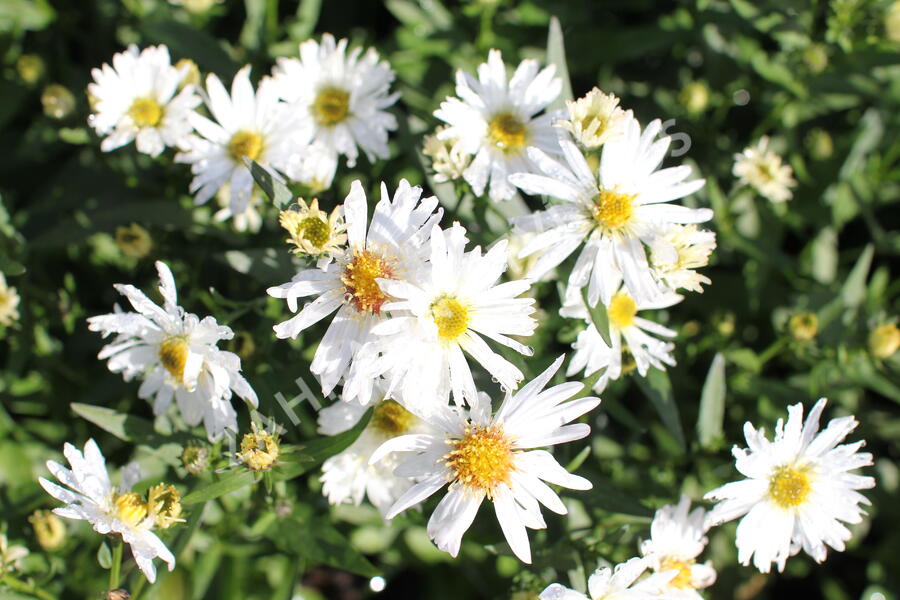 Hvězdnice novobelgická 'White Ladies' - Aster novi-belgii 'White Ladies'