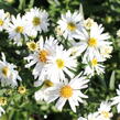 Hvězdnice novobelgická 'White Ladies' - Aster novi-belgii 'White Ladies'