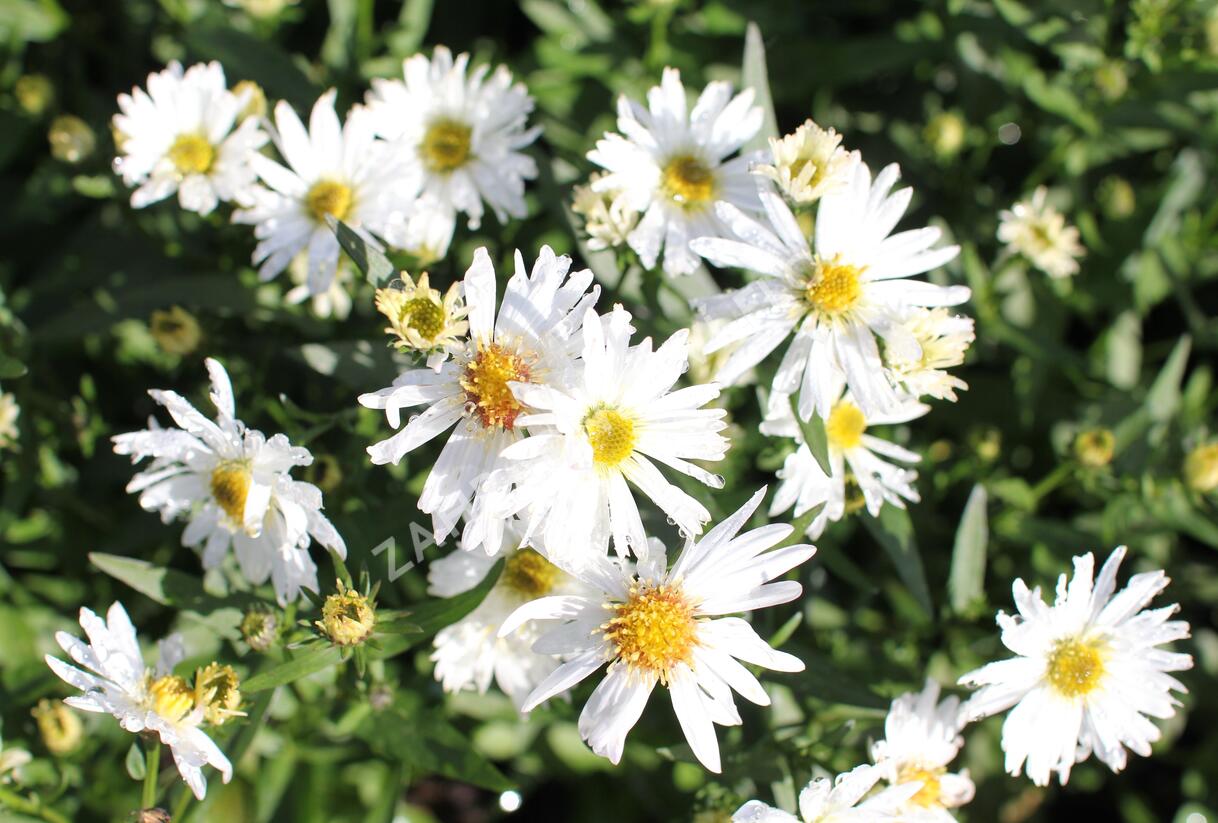 Hvězdnice novobelgická 'White Ladies' - Aster novi-belgii 'White Ladies'