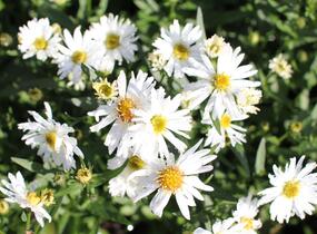 Hvězdnice novobelgická 'White Ladies' - Aster novi-belgii 'White Ladies'