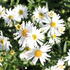 Aster novi-belgii 'White Ladies'_03.JPG