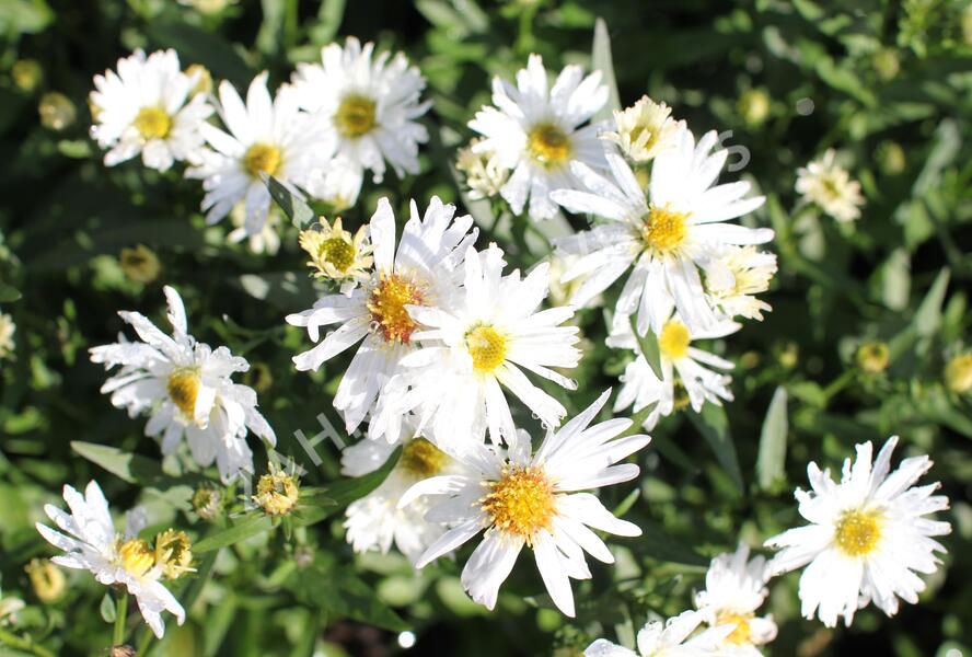 Hvězdnice novobelgická 'White Ladies' - Aster novi-belgii 'White Ladies'