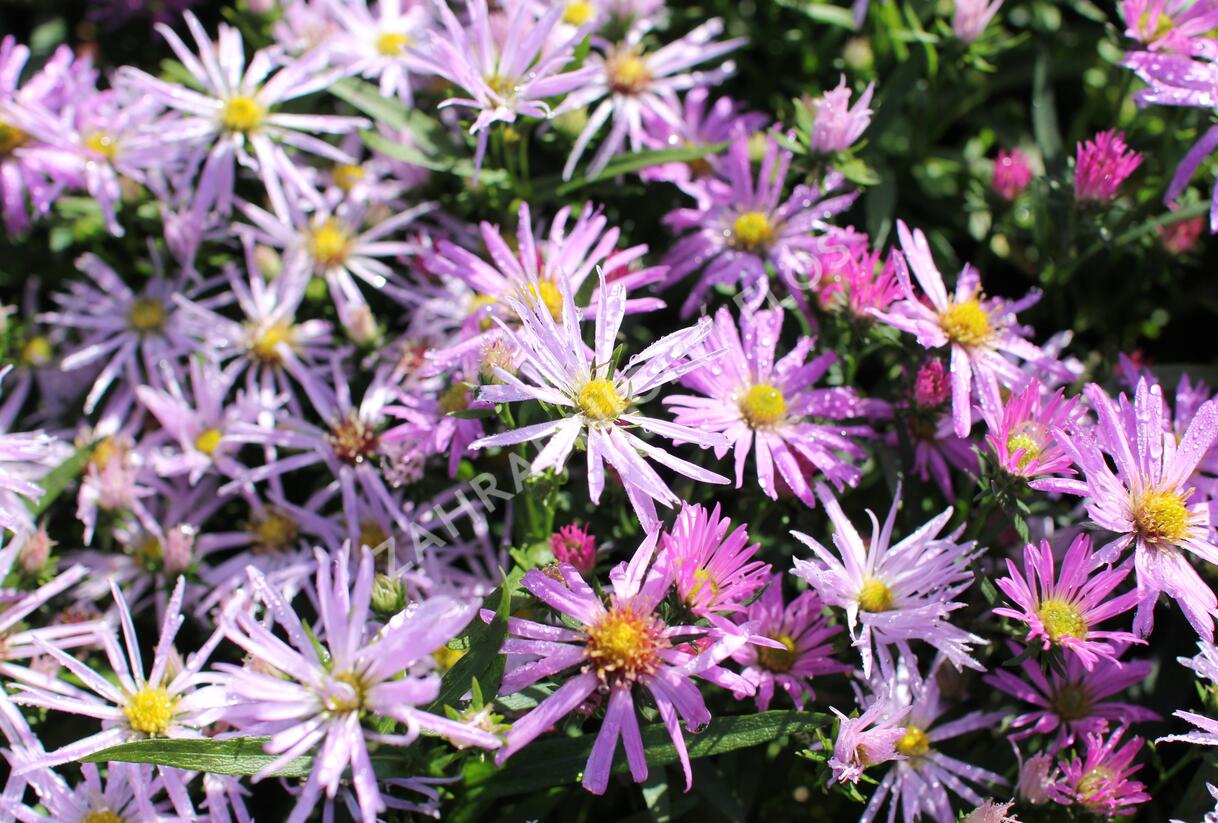 Hvězdnice novobelgická 'Rosenhügel' - Aster novi-belgii 'Rosenhügel'