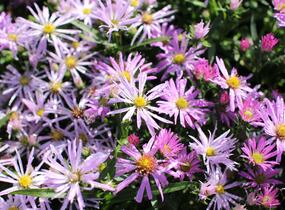 Hvězdnice novobelgická 'Rosenhügel' - Aster novi-belgii 'Rosenhügel'