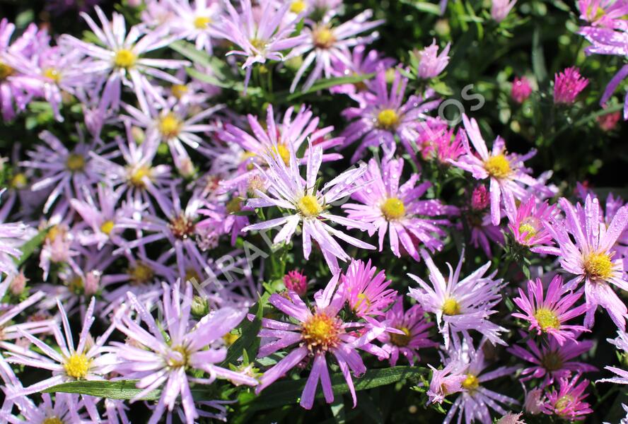 Hvězdnice novobelgická 'Rosenhügel' - Aster novi-belgii 'Rosenhügel'