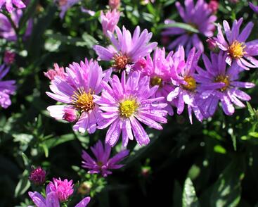 Hvězdnice novobelgická 'Fellow Ship'