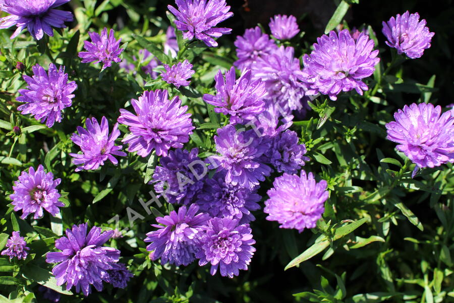 Hvězdnice novobelgická 'Almira Double Blue' - Aster novi-belgii 'Almira Double Blue'