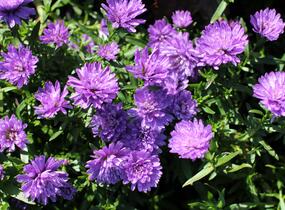 Hvězdnice novobelgická 'Almira Double Blue' - Aster novi-belgii 'Almira Double Blue'