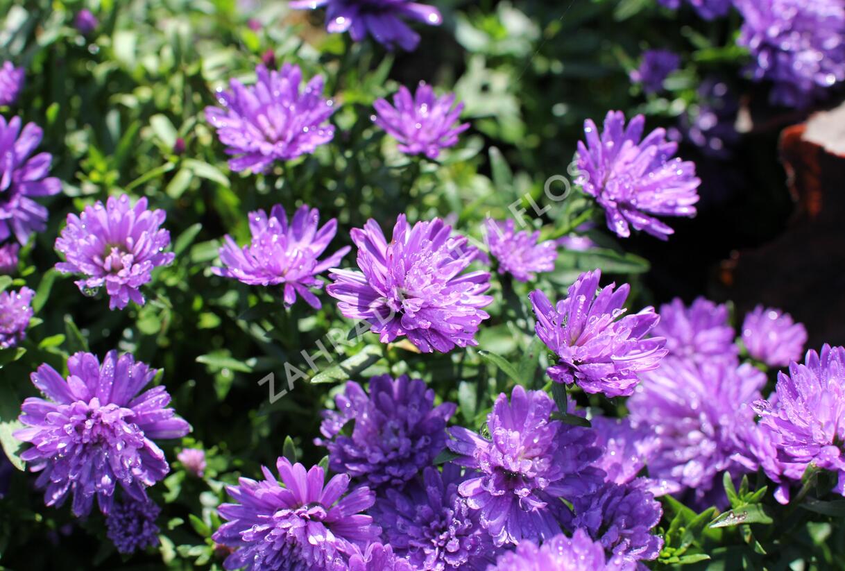 Hvězdnice novobelgická 'Almira Double Blue' - Aster novi-belgii 'Almira Double Blue'