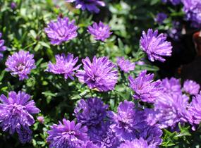 Hvězdnice novobelgická 'Almira Double Blue' - Aster novi-belgii 'Almira Double Blue'