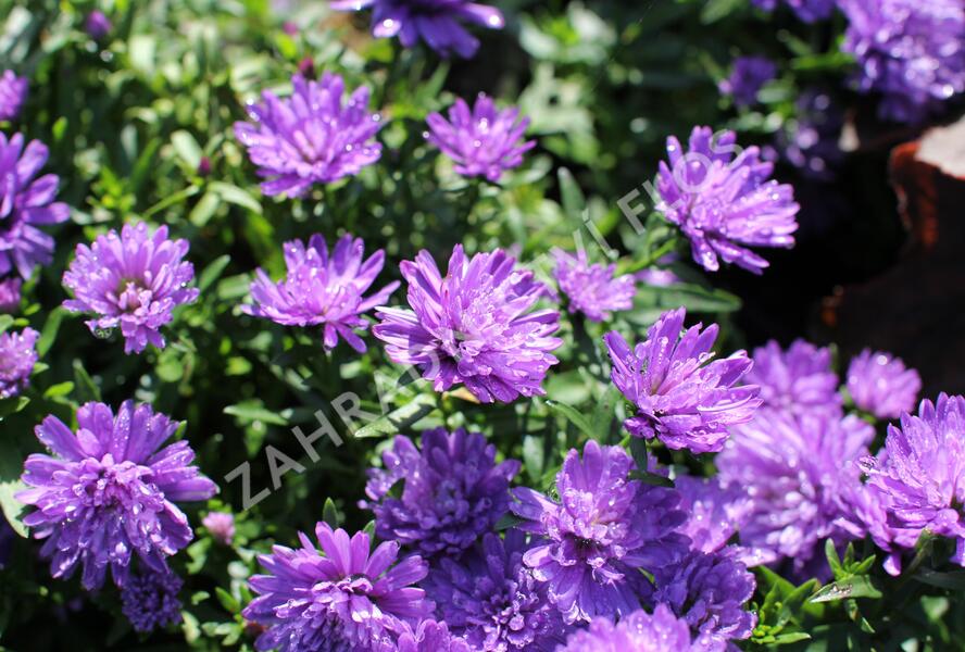 Hvězdnice novobelgická 'Almira Double Blue' - Aster novi-belgii 'Almira Double Blue'