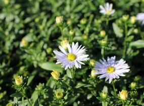 Hvězdnice novobelgická 'Milka' - Aster novi-belgii 'Milka'