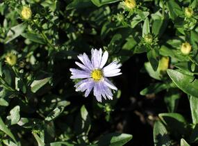 Hvězdnice novobelgická 'Milka' - Aster novi-belgii 'Milka'