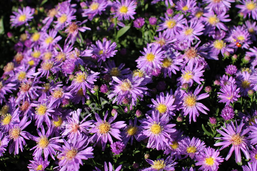 Hvězdnice novobelgická 'Magic Blue' - Aster novi-belgii 'Magic Blue'