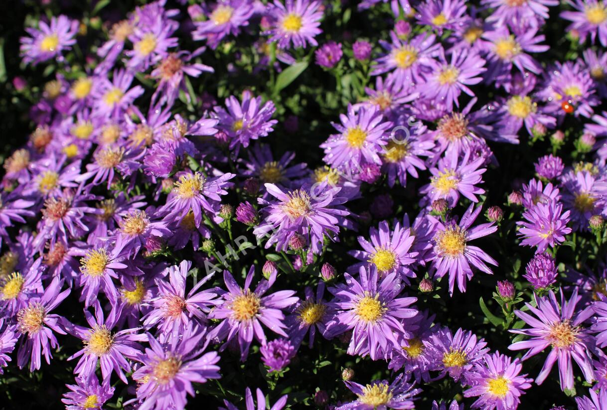 Hvězdnice novobelgická 'Magic Blue' - Aster novi-belgii 'Magic Blue'