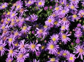 Hvězdnice novobelgická 'Magic Blue' - Aster novi-belgii 'Magic Blue'