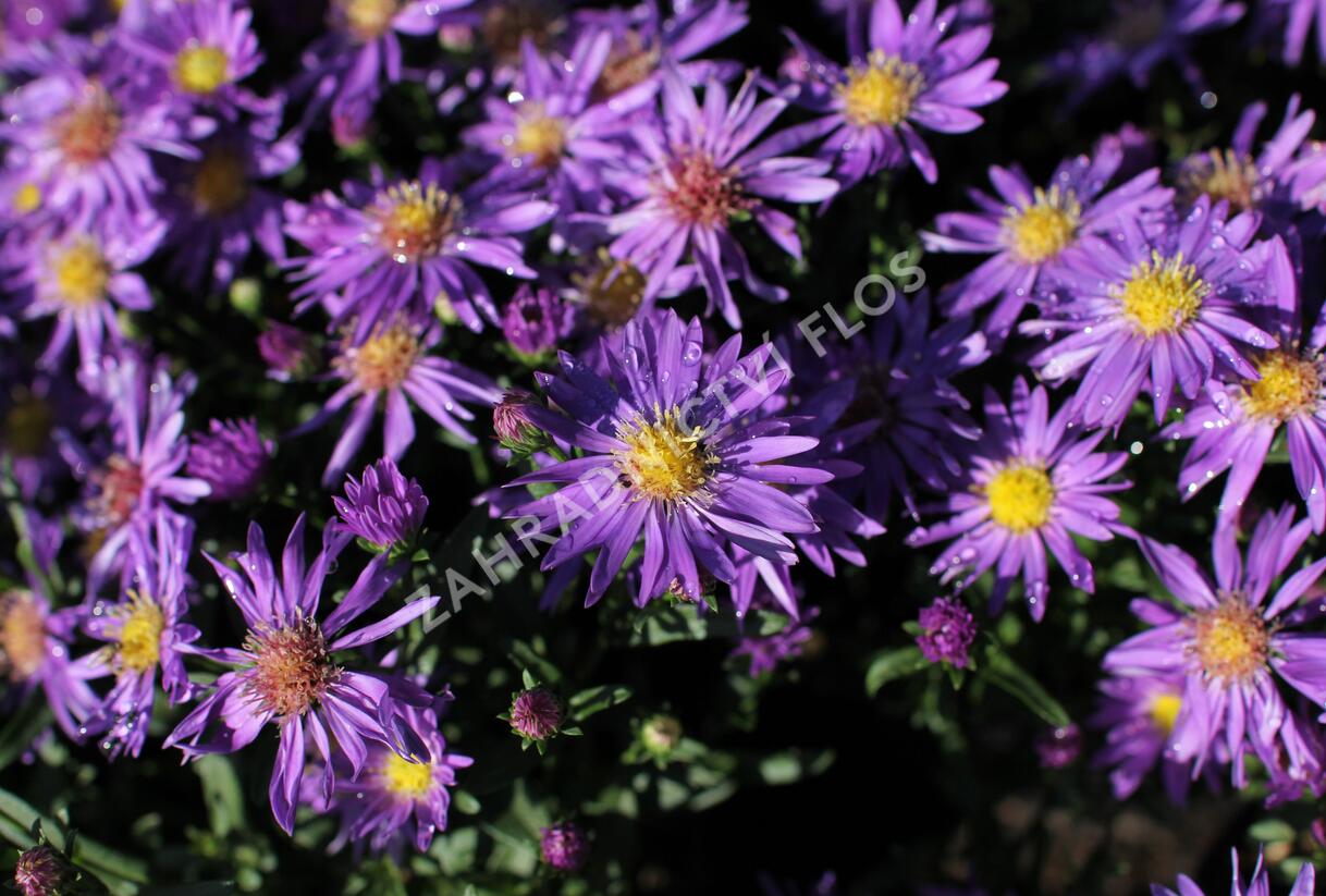 Hvězdnice novobelgická 'Magic Blue' - Aster novi-belgii 'Magic Blue'
