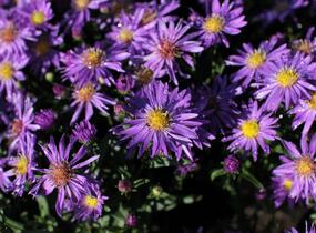 Hvězdnice novobelgická 'Magic Blue' - Aster novi-belgii 'Magic Blue'