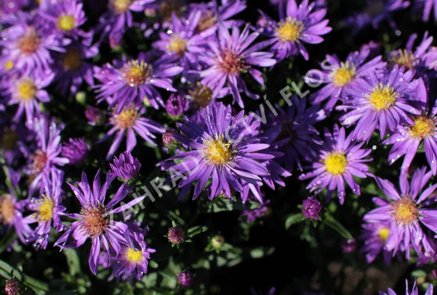 Hvězdnice novobelgická 'Magic Blue' - Aster novi-belgii 'Magic Blue'
