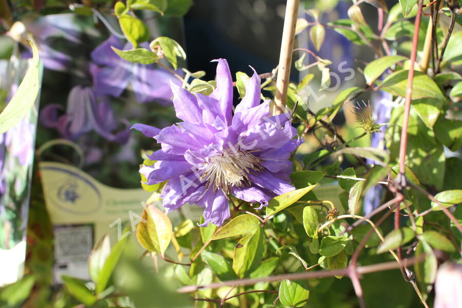 Plamének 'Kiri Te Kanawa' - Clematis 'Kiri Te Kanawa'