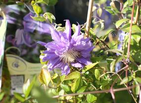 Plamének 'Kiri Te Kanawa' - Clematis 'Kiri Te Kanawa'