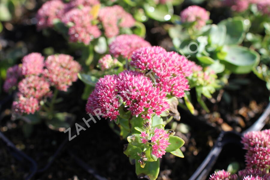 Rozchodník nachový 'Autumn Fire' - Sedum telephium 'Autumn Fire'