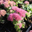 Rozchodník nachový 'Autumn Fire' - Sedum telephium 'Autumn Fire'