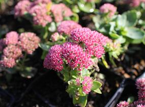 Rozchodník nachový 'Autumn Fire' - Sedum telephium 'Autumn Fire'