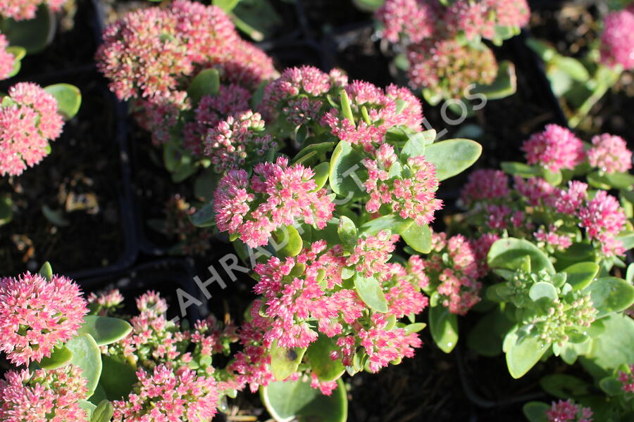 Rozchodník nachový 'Autumn Fire' - Sedum telephium 'Autumn Fire'