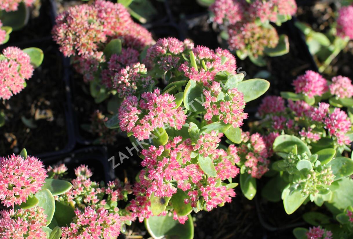 Rozchodník nachový 'Autumn Fire' - Sedum telephium 'Autumn Fire'