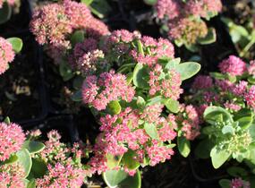 Rozchodník nachový 'Autumn Fire' - Sedum telephium 'Autumn Fire'